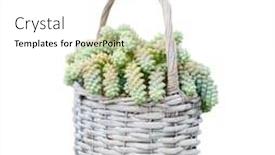  Presentation with plant - Theme enhanced with sedum-succulent-plant-plant background and a white colored foreground