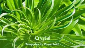  Presentation with green leaf - Presentation theme having see weed - background green leaf background and a  colored foreground