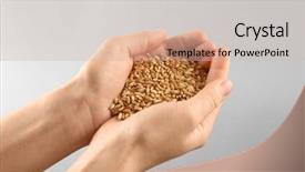  Presentation with grains - PPT theme with palm seed - woman's hands holding wheat grains background and a soft green colored foreground
