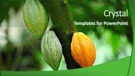  Presentation with cocoa pod - Presentation featuring seed bitterness - cocoa pod background and a tawny brown colored foreground