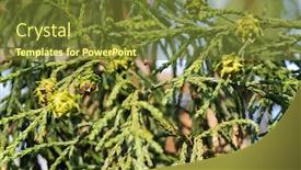  Presentation with seed - Audience pleasing PPT theme consisting of seed-cones-of-athrotaxis-evergreen backdrop and a tawny brown colored foreground