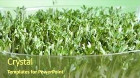  Presentation with seed germination - Presentation design featuring seed germination - closeup of green garden cress background and a  colored foreground