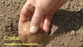  Presentation with potato - Beautiful slides featuring seed germination - hand planting potato tuber backdrop and a tawny brown colored foreground