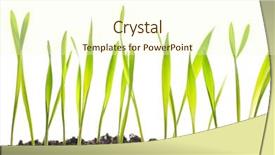  Presentation with seed growing - Amazing presentation theme having seed germination - spring grass plants is growing backdrop and a cream colored foreground