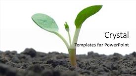  Presentation with seed germination - Slides featuring seed germination - sprout on the white background background and a white colored foreground