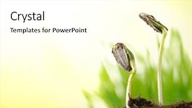  Presentation with seed germination - Amazing theme having seed germination - two green sunflower plant sprouts backdrop and a white colored foreground