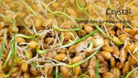  Presentation with germs - PPT theme having seed germination - wheat germs macro background and a gold colored foreground