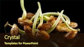  Presentation with seed germination - Amazing presentation theme having seed germination - wheat germs on black background backdrop and a tawny brown colored foreground