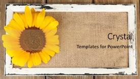  Presentation with seed growing - Presentation enhanced with seed growing - beautiful sunflower on frame background and a coral colored foreground