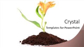  Presentation with seed growing - Slides with seed growing - young plant with flower background and a white colored foreground