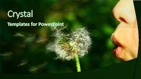  Presentation with dandelion - Presentation theme consisting of seed leaves globe - girl blow on dandelion background and a  colored foreground