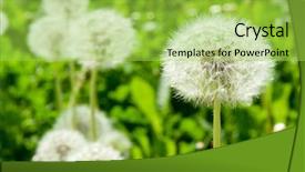 Presentation with dandelion - Theme featuring drive safely text concept isolated over white background background and a light gray colored foreground