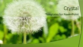  Presentation with dandelion - Presentation theme having seed leaves globe - white dandelion background and a  colored foreground
