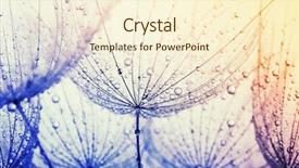  Presentation with soft focus abstract nature - Amazing slide set having seed macro closeup soft focus backdrop and a cream colored foreground