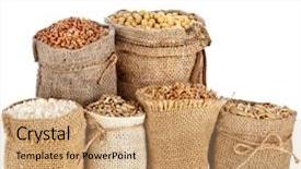  Presentation with soybean seed soy field seeding - PPT theme having seed meal and grains background and a coral colored foreground