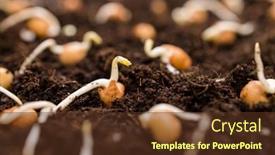  Presentation with seed - Presentation theme consisting of seed-planting-on-the-soil background and a tawny brown colored foreground