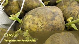  Presentation with seed - Presentation theme featuring seed potatoes background and a tawny brown colored foreground