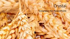  Presentation with rice seed - Theme consisting of seed rice - wheat ears background and a yellow colored foreground