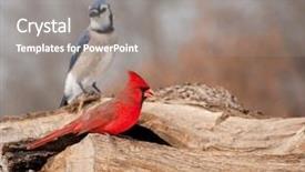  Presentation with cardinal - Slides with seed with a blue jay background and a gray colored foreground