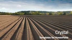  Presentation with asparagus - Audience pleasing presentation consisting of seedbed - asparagus field in spring time backdrop and a tawny brown colored foreground