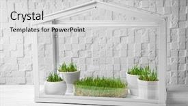  Presentation with greenhouse - Cool new PPT theme with seedbed - greenhouse with wheat grass backdrop and a light gray colored foreground