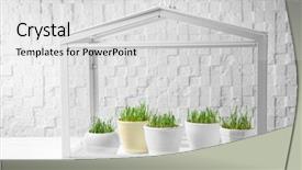  Presentation with greenhouse - Colorful PPT layouts enhanced with seedbed - greenhouse with wheat grass backdrop and a light gray colored foreground