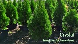  Presentation with trees - Beautiful slide deck featuring seedbed - hedge of thuja trees close backdrop and a tawny brown colored foreground