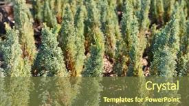  Presentation with trees - Slide deck having seedbed - hedge of thuja trees close background and a  colored foreground