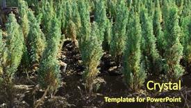  Presentation with tree sky trees green - Presentation featuring seedbed - hedge of thuja trees close background and a  colored foreground