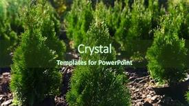  Presentation with trees - PPT theme enhanced with seedbed - hedge of thuja trees close background and a tawny brown colored foreground