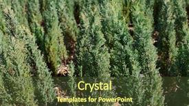  Presentation with tree sky trees green - Amazing slide set having seedbed - hedge of thuja trees close backdrop and a  colored foreground