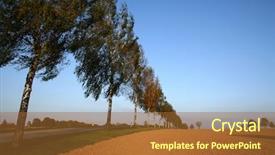  Presentation with mangroves mangrove trees along - PPT theme having seedbed - line of trees along side background and a  colored foreground