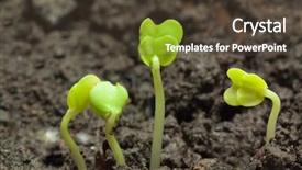  Presentation with rapeseed - Cool new presentation with seedbed - small rapeseed plants backdrop and a tawny brown colored foreground