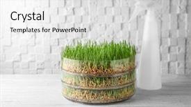  Presentation with wheat - Cool new PPT layouts with seedbed - sprouter with wheat grass backdrop and a white colored foreground