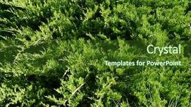  Presentation with background - Cool new theme with seedbed - thuja background close up backdrop and a  colored foreground