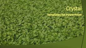  Presentation with tobacco - PPT theme with seedbed - tobacco cultivation young plants planting background and a tawny brown colored foreground