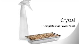  Presentation with spray - PPT layouts featuring seedbed - tray with wheat grass seeds background and a white colored foreground