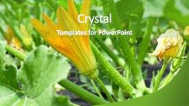  Presentation with plants and cancers - PPT theme enhanced with seedbed - zucchini plants in blossom background and a  colored foreground