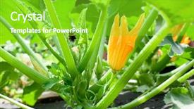  Presentation with piper nigrum plants - PPT theme enhanced with seedbed - zucchini plants in blossom background and a shamrock green colored foreground