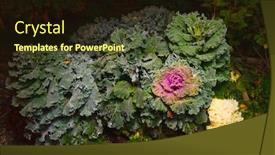  Presentation with colorful flower - Audience pleasing theme consisting of seedbed of colorful blooming ornamental cabbage flower cauliflower with frost backdrop and a wine colored foreground