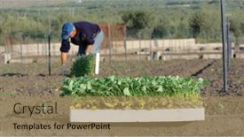  Presentation with agriculture field - Presentation design consisting of seedbed-with-seedlings-for-agriculture background and a coral colored foreground