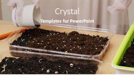  Presentation with vegetable garden - PPT theme consisting of seeding-for-vegetable-at-home background and a  colored foreground