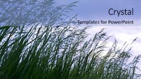  Presentation with tall - Presentation having seeding tall green grass closeup background and a  colored foreground