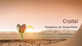 Presentation with new birth - PPT theme having seedling desert - birth of new life background and a lemonade colored foreground