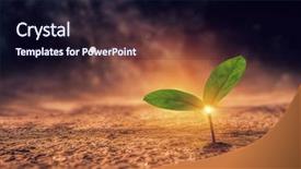  Presentation with new birth - Presentation enhanced with seedling desert - birth of new life background and a wine colored foreground