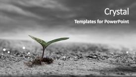  Presentation with new birth - Theme featuring seedling desert - birth of new life background and a dark gray colored foreground