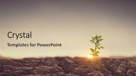  Presentation with new birth - Slide deck consisting of seedling desert - birth of new life background and a soft green colored foreground