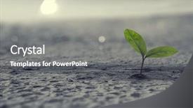  Presentation with new birth - Slides consisting of seedling desert - birth of new life background and a gray colored foreground