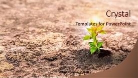  Presentation with new birth - Amazing PPT theme having seedling desert - birth of new life backdrop and a lemonade colored foreground