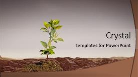  Presentation with new birth - Presentation theme featuring seedling desert - birth of new life background and a light gray colored foreground